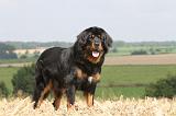 DOGUE DU TIBET 005